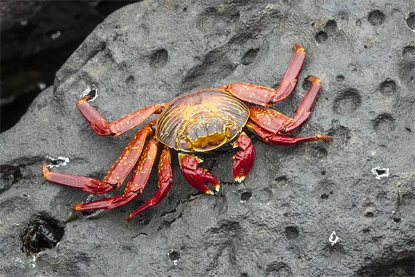 カボチャがネズミに食べられる？実体験から学んだ対策と真実