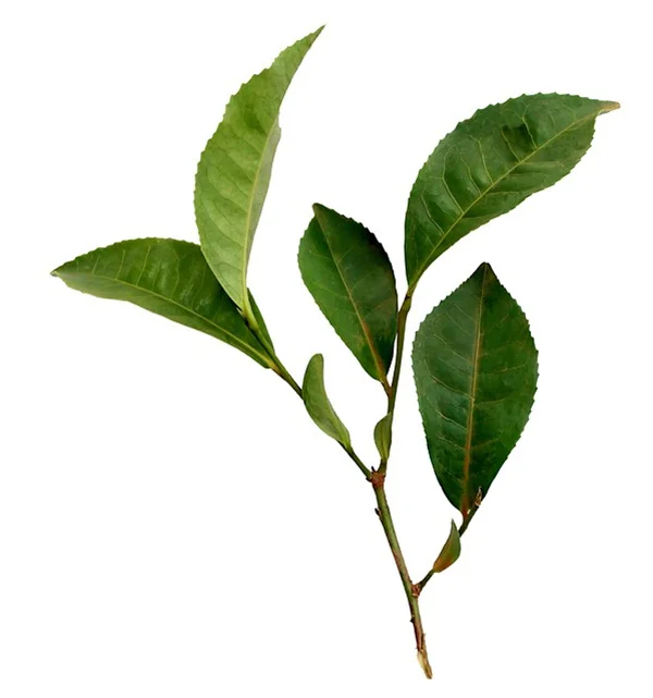 日陰の多年草ガーデン、10年続く簡単コツ