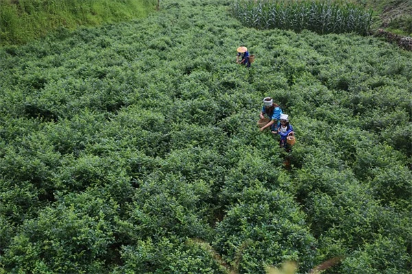 2025年おすすめ観葉植物5選：失敗しない選び方と育て方