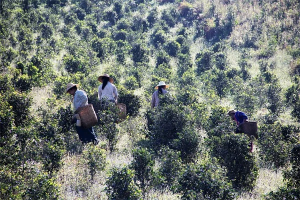 多年草がペチュニアを置き換える理由とゲウムの育て方