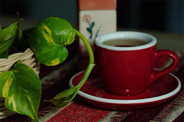 なぜ草原スタイルの庭が芝生の代わりに最適なのか？私の経験から解説