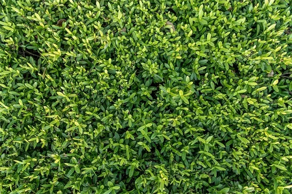 雨链選びで失敗しない！プロが教えるレインチェーンの選び方とおすすめ6選
