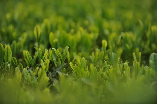春の植物、枯れた？寝坊？8種の見分け方と待つコツ