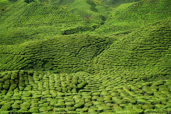 私のおすすめ多年生ツル植物6選｜小さい庭に立体感と花を簡単追加