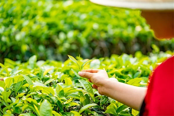 小さな庭でも大収穫！高床式ベッドの作り方と失敗しないコツ